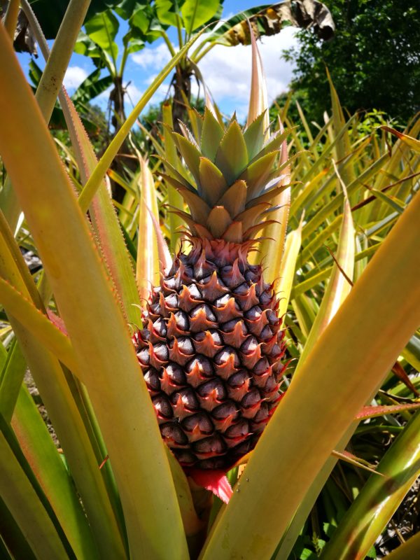 Ananas Cayenne Fruits de Madagascar